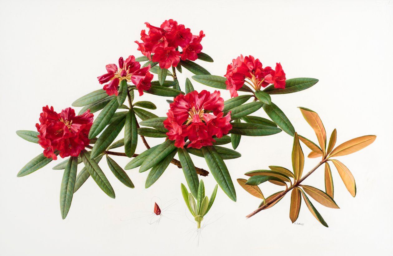 Rhododendron microgynum by Raymond Booth