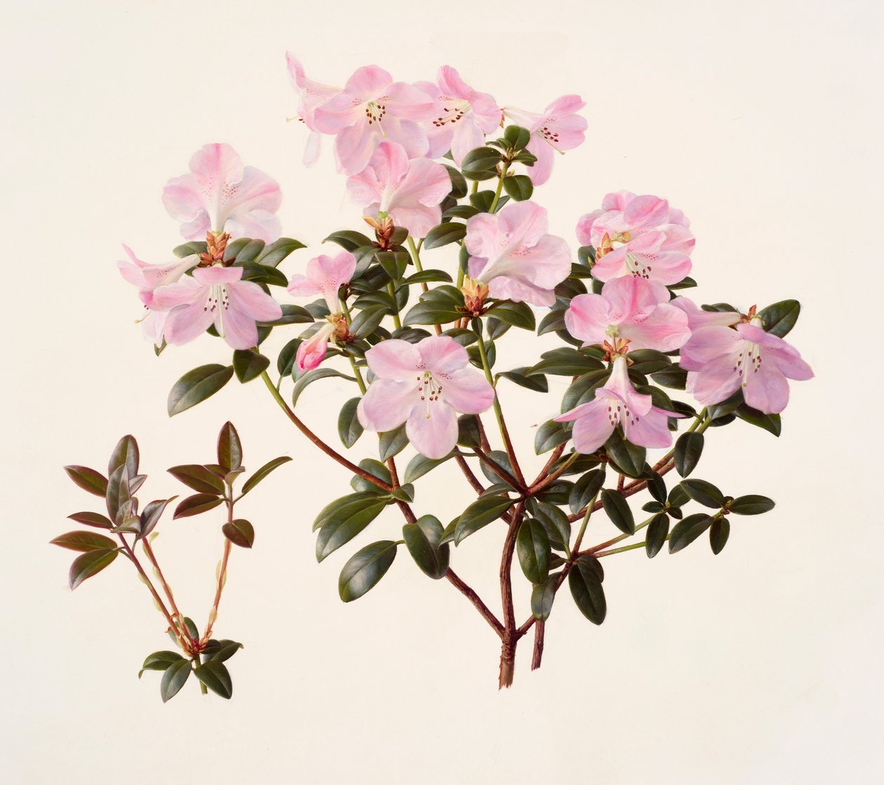 Rhododendron moupinense pink-flowered by Raymond Booth