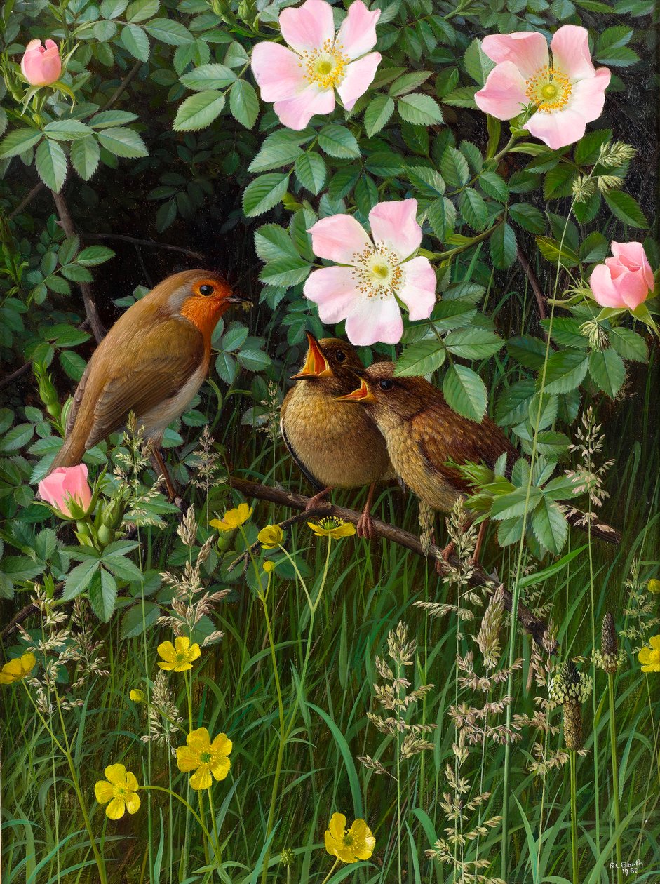 Robin feeding her young by Raymond Booth