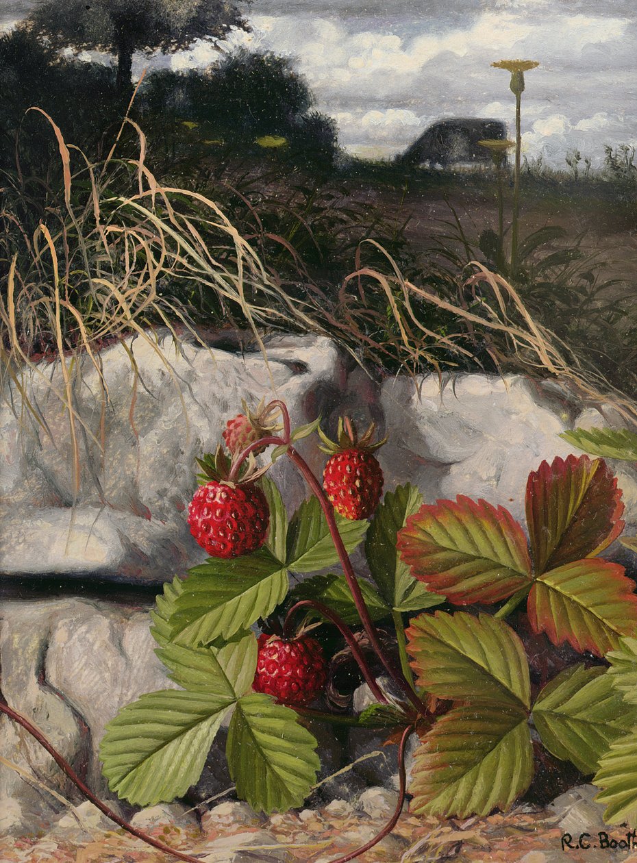 Strawberries by Raymond Booth