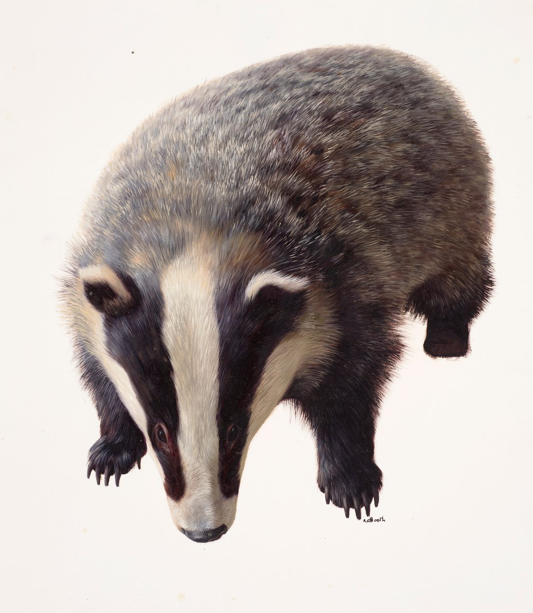 Study of a Badger by Raymond Booth