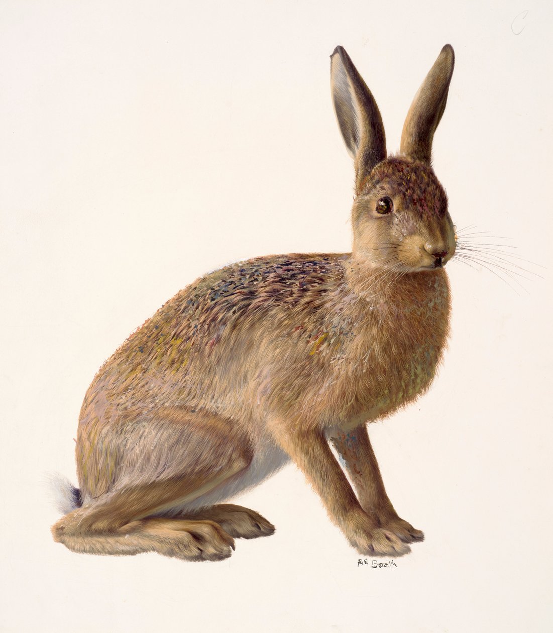 Study of a Hare by Raymond Booth