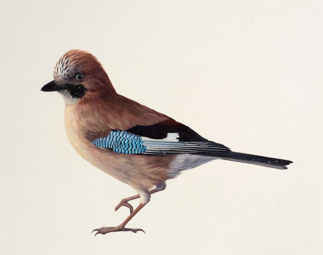 Study of a Jay by Raymond Booth