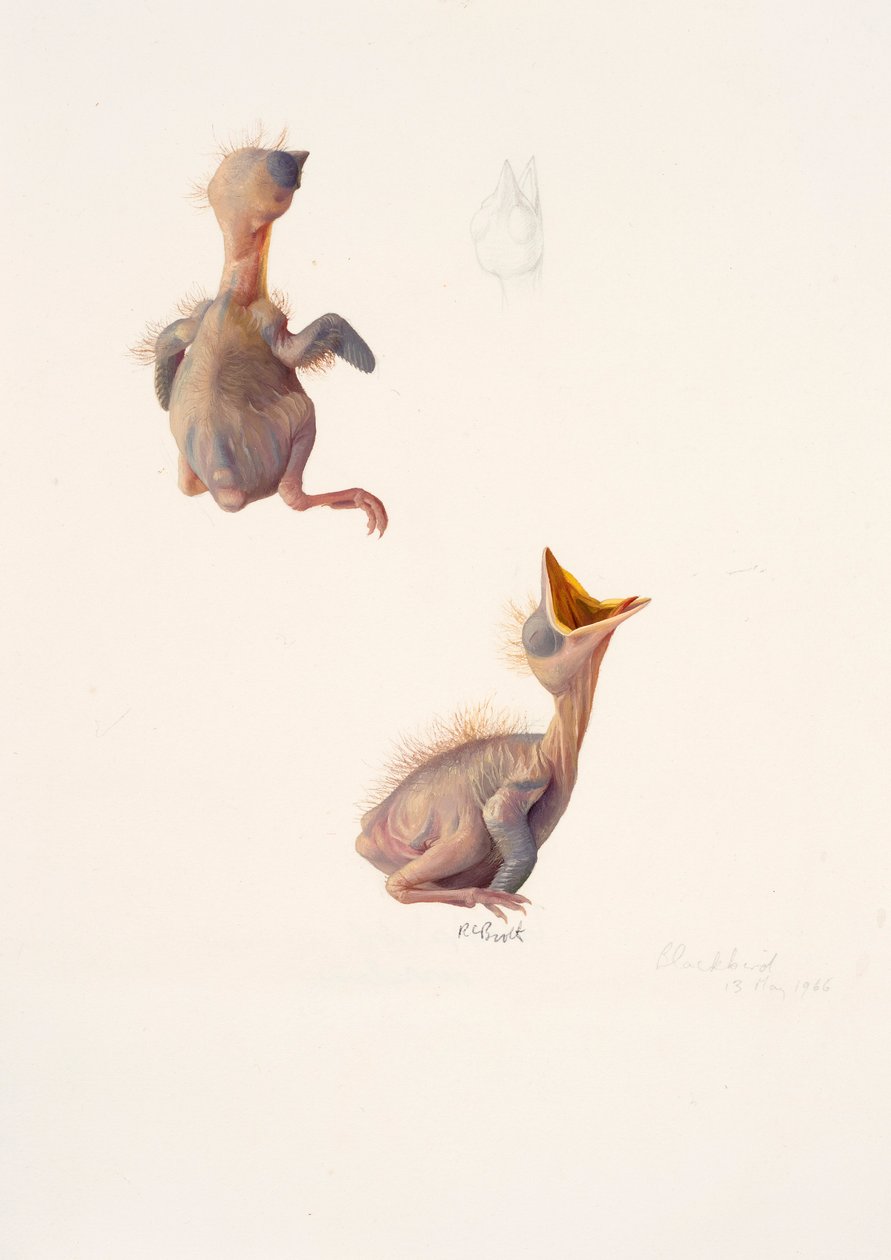 Two studies of a blackbird nestling by Raymond Booth