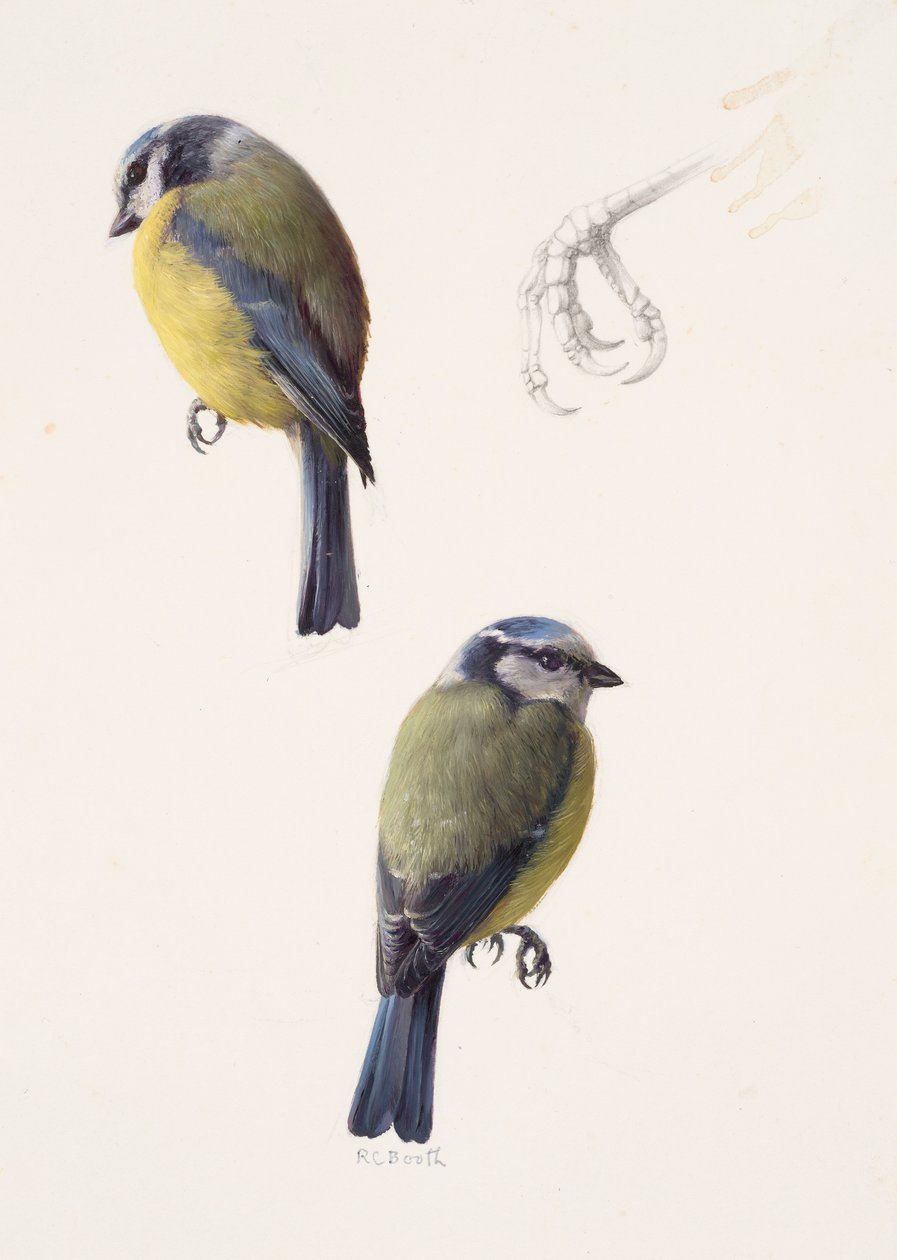 Two studies of a blue tit by Raymond Booth