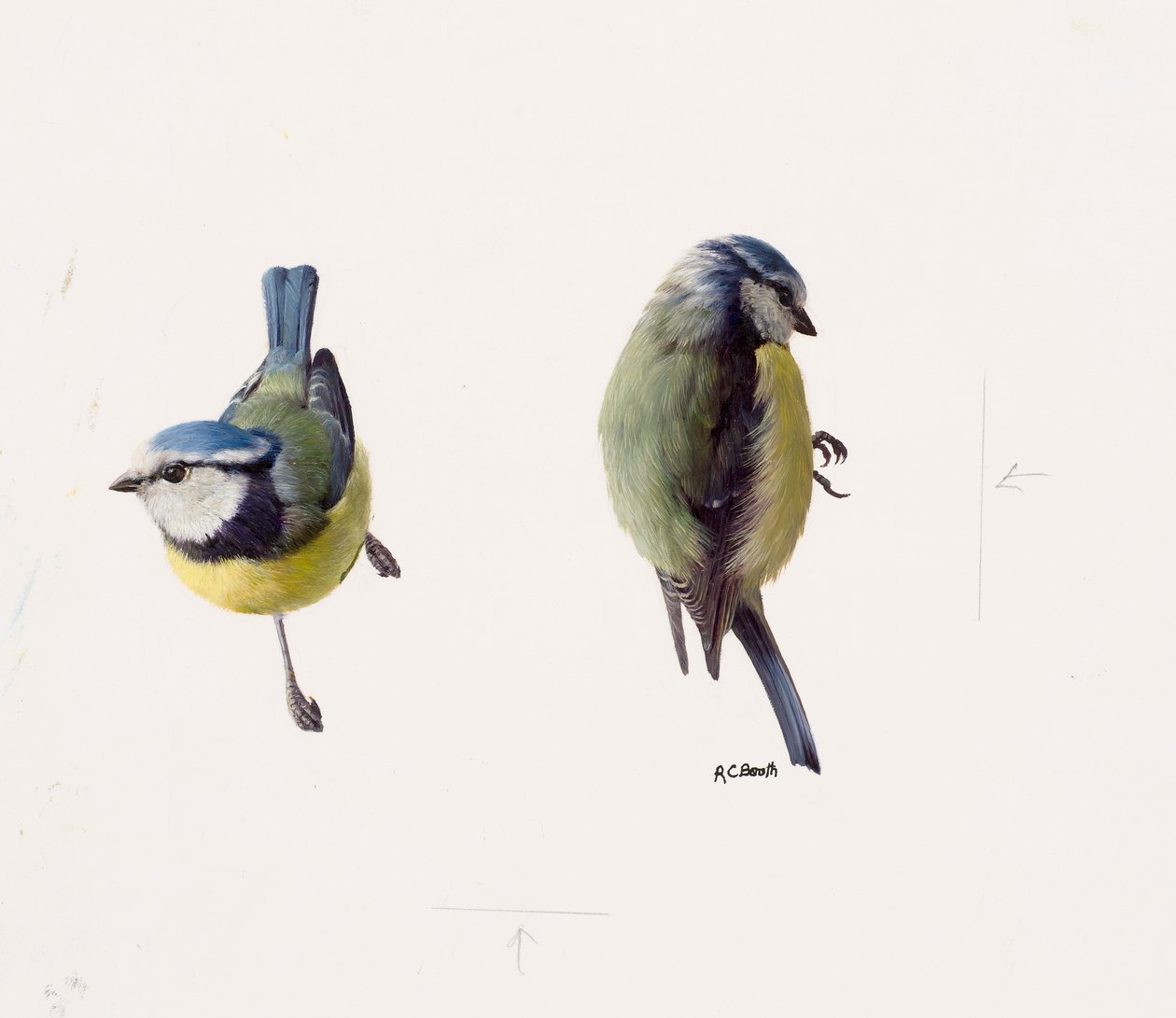 Two studies of a blue tit by Raymond Booth