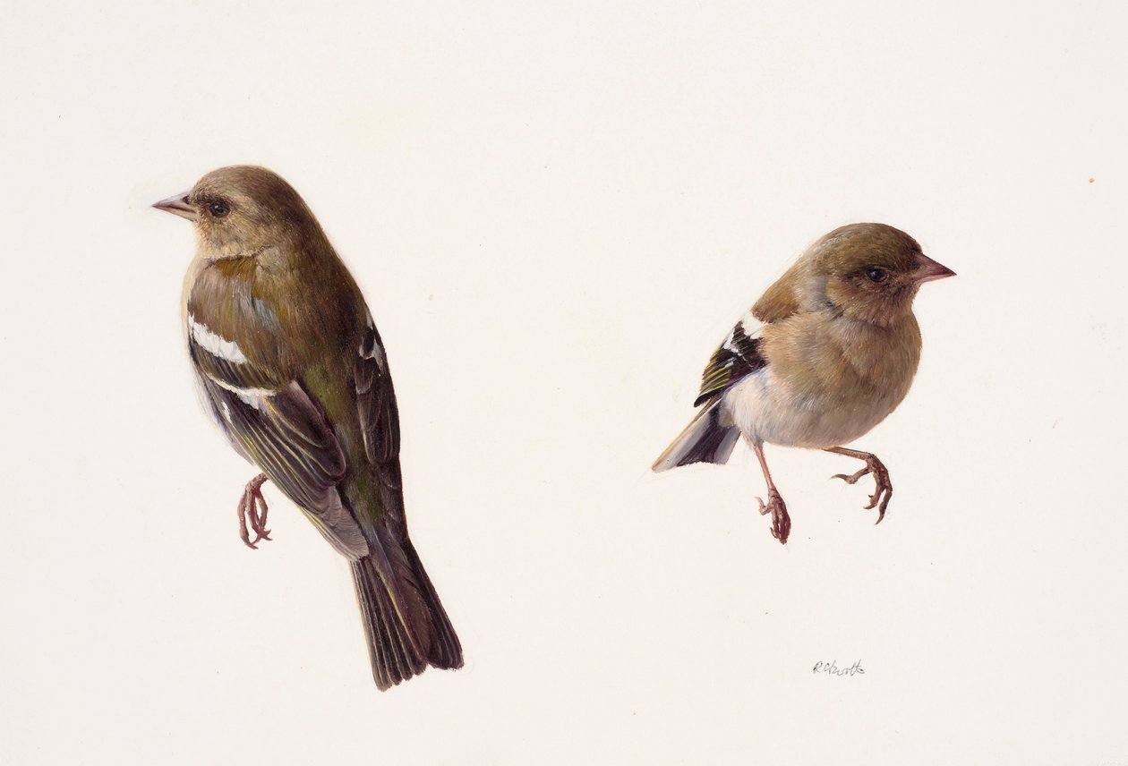Two Studies of a Female Chaffinch by Raymond Booth