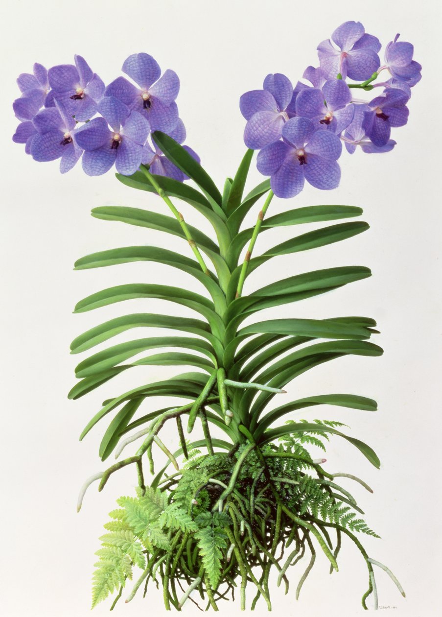 Vanda Rothschildiana by Raymond Booth