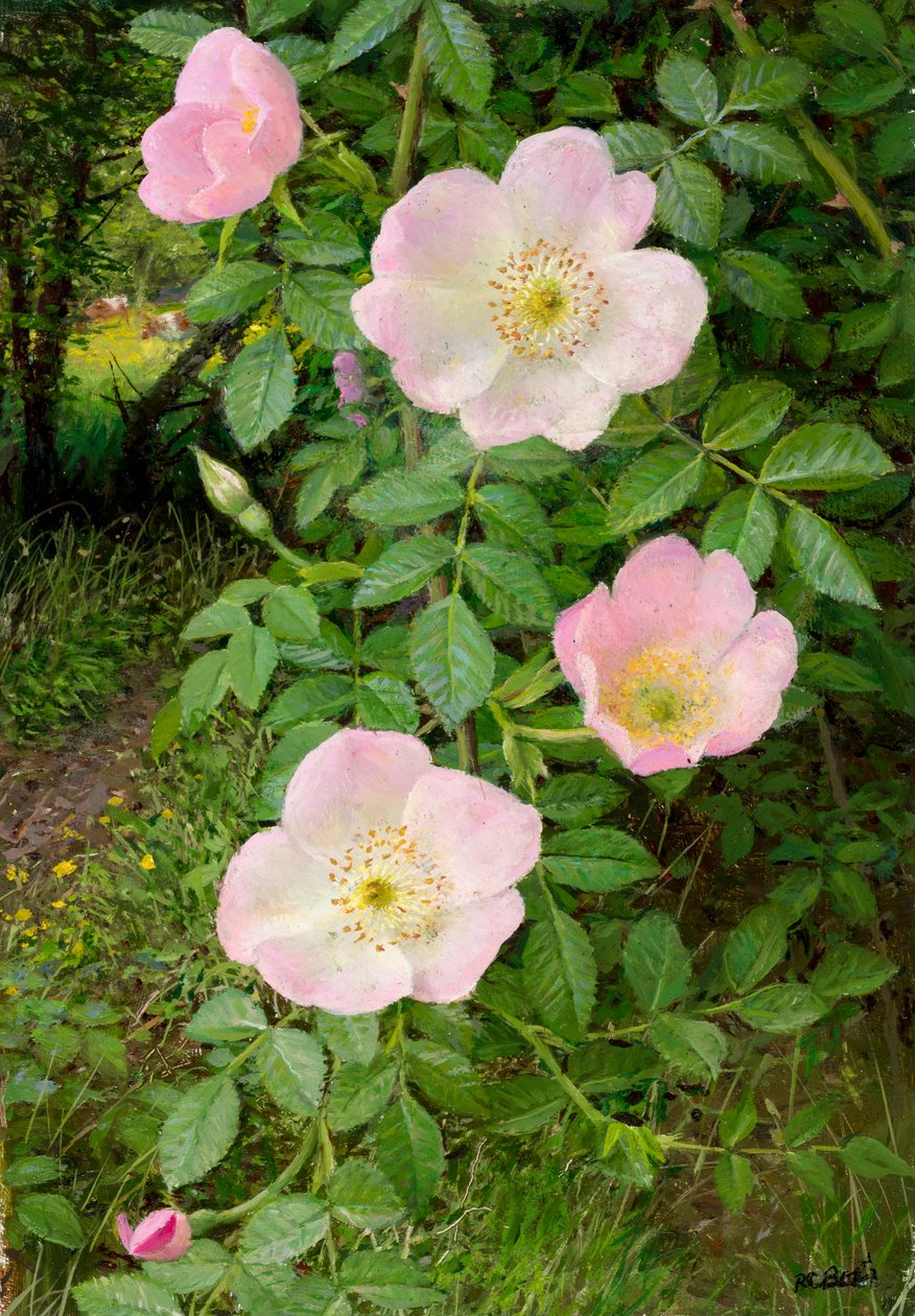 Wild roses by Raymond Booth