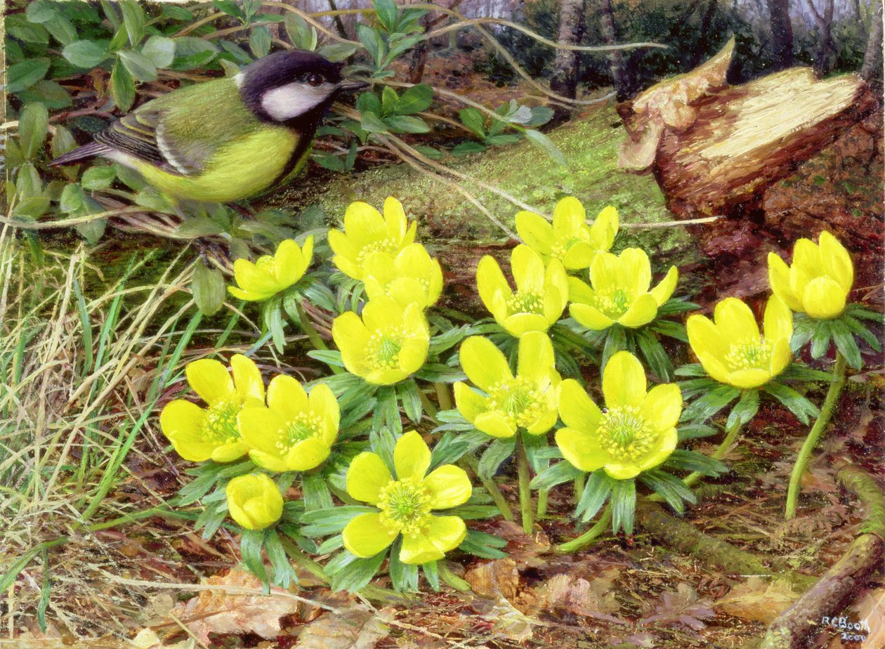 Winter Aconites, 2000 by Raymond Booth