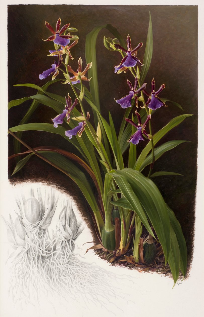 Zygopetalum Hybrid by Raymond Booth