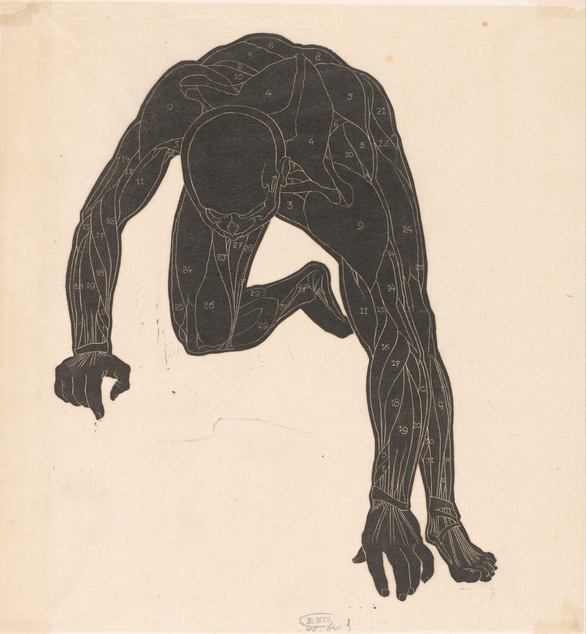 Anatomical Study of the Neck, Arm, and Leg Muscles of a Man in Silhouette by Reijer Stolk