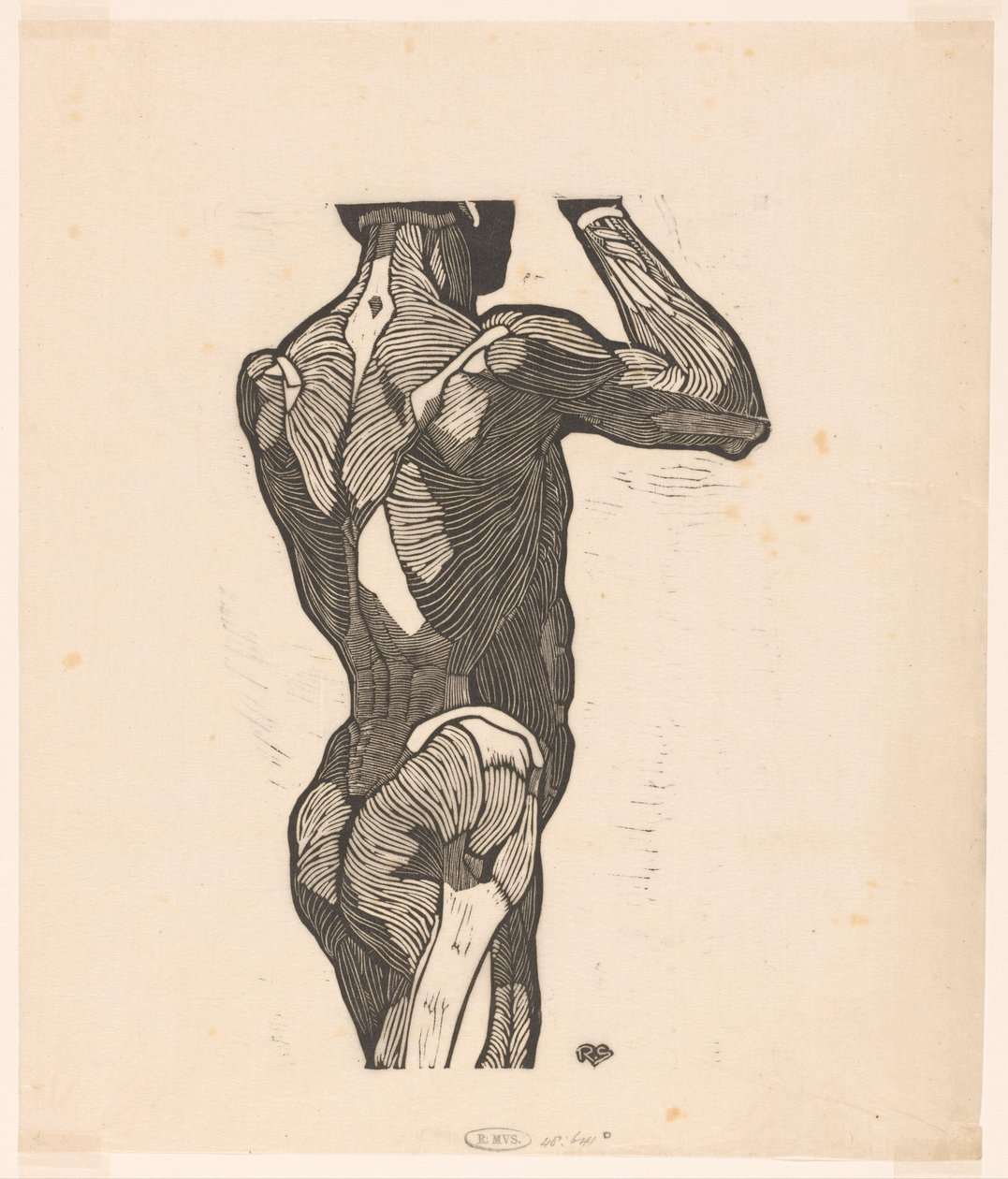 Anatomical Study of the Back and Buttock Muscles of a Man by Reijer Stolk