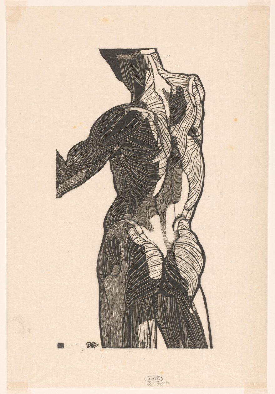 Anatomical Study of the Back and Buttock Muscles of a Man by Reijer Stolk