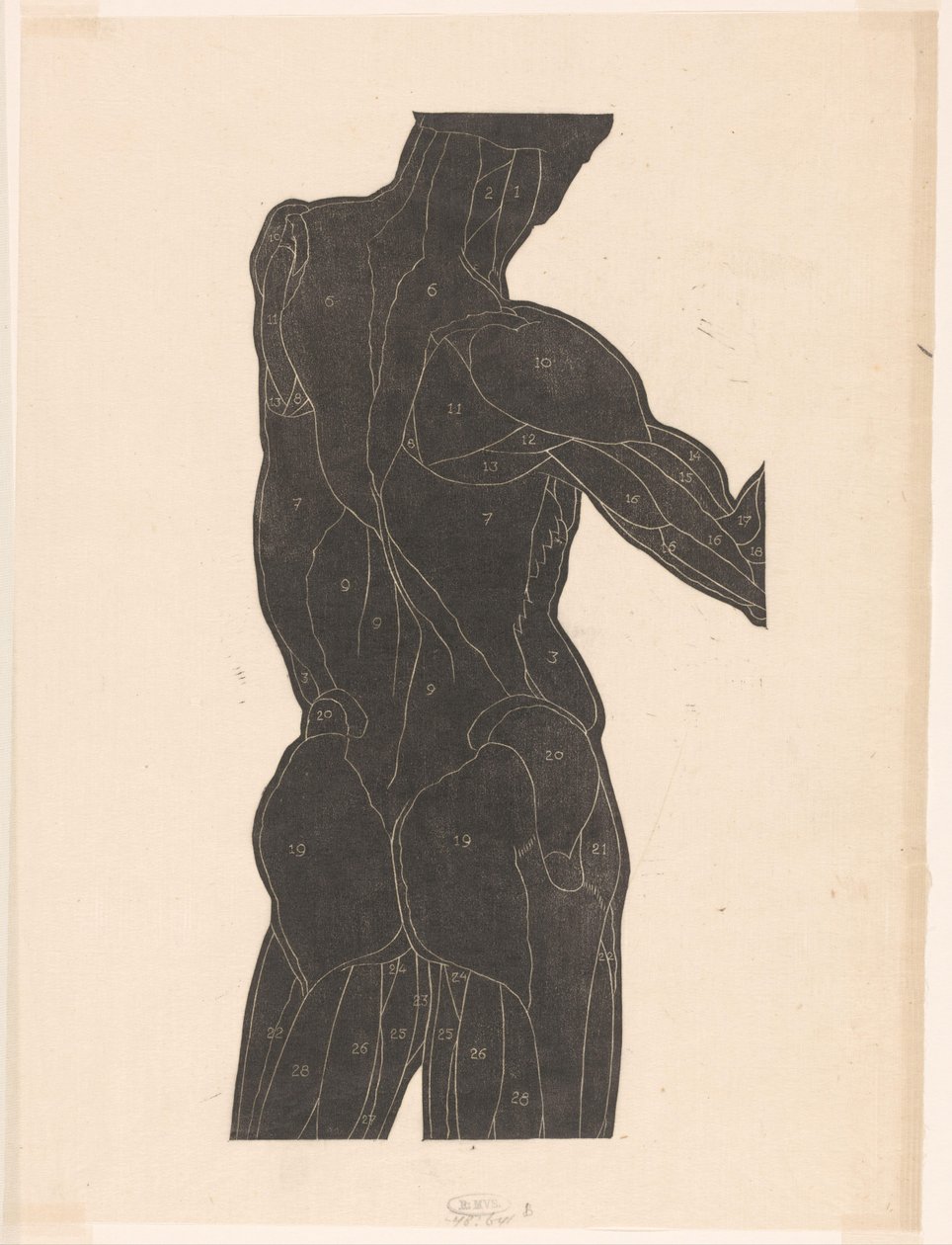 Anatomical Study of the Back and Gluteal Muscles of a Man in Silhouette by Reijer Stolk