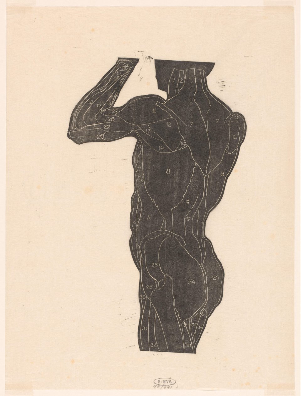 Anatomical Study of the Back and Gluteal Muscles of a Man in Silhouette by Reijer Stolk