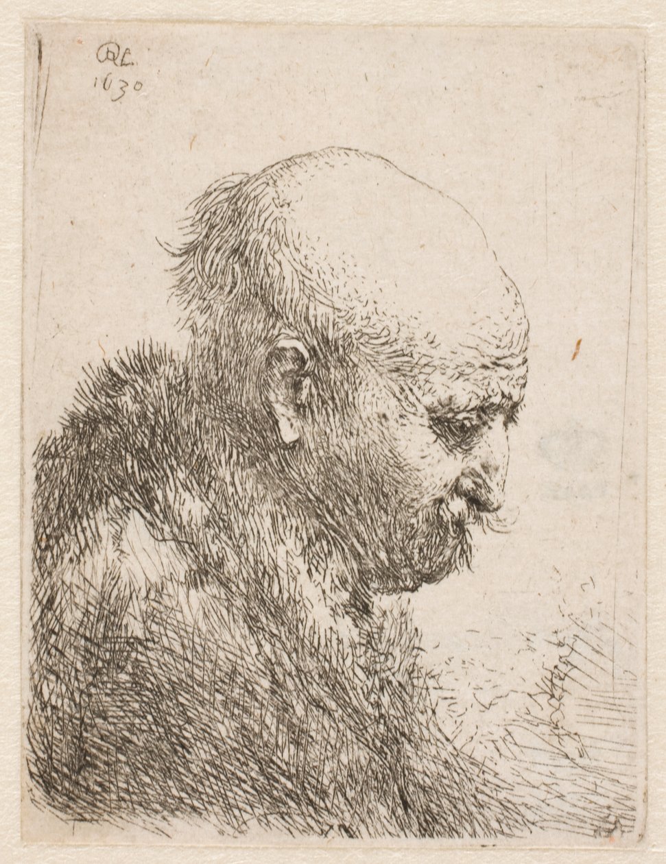 Bald-headed Man (Rembrandt