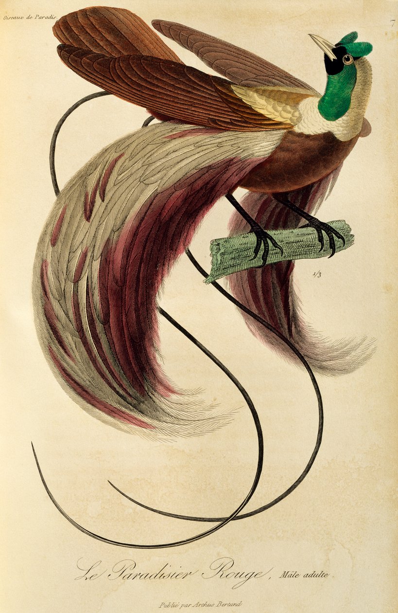 Adult male of Red Bird-of-Paradise (Paradisaea rubra) by René Primevère Lesson