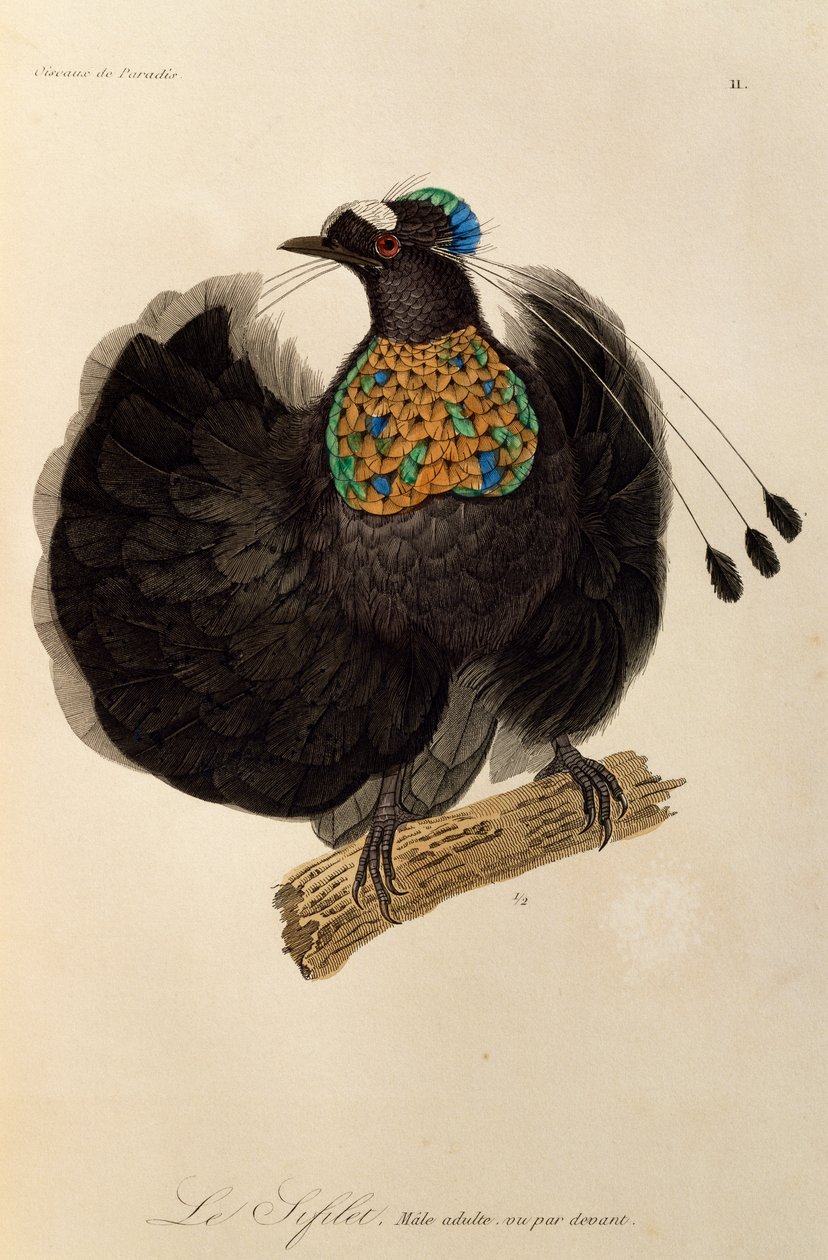 Adult male of Western Parotia (Parotia sefilata), engraving from Histoire naturelle des oiseaux de paradis et des epimagues by René Primevère Lesson