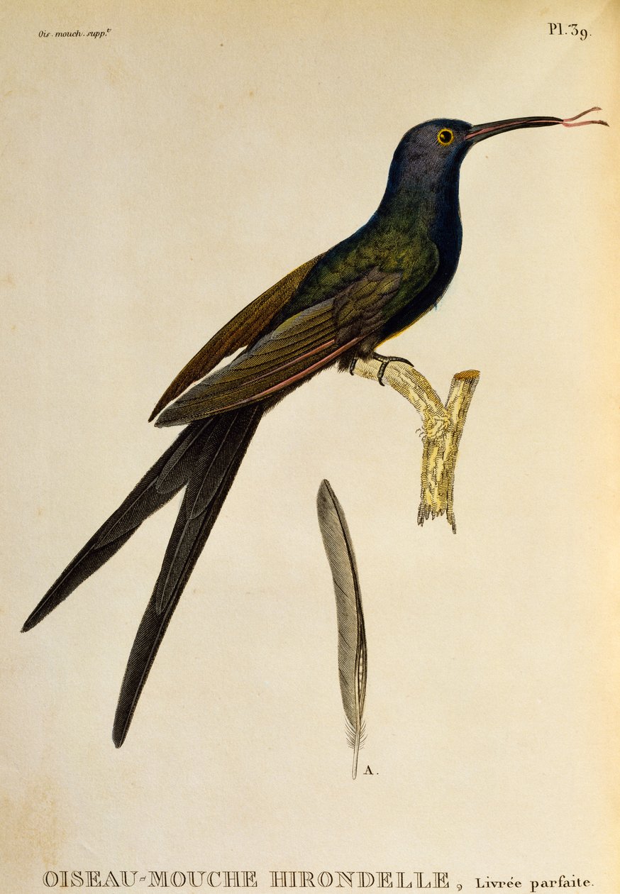 Swallow-tailed Hummingbird (Eupetomena macroura), engraving from Les trochilidees ou les colibris et les oiseaux-mouches by René Primevère Lesson