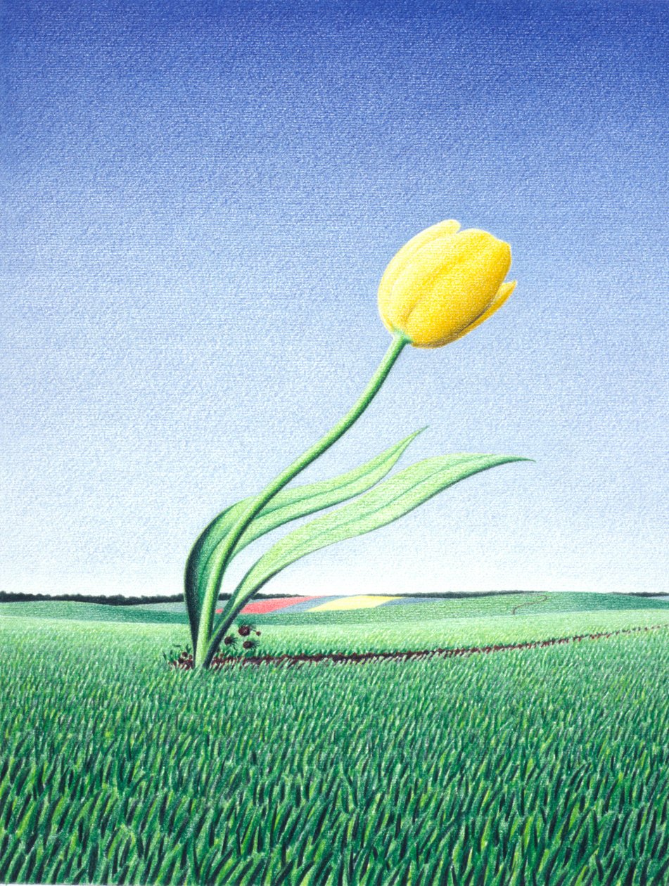 Fast Tulip by Rene Boin