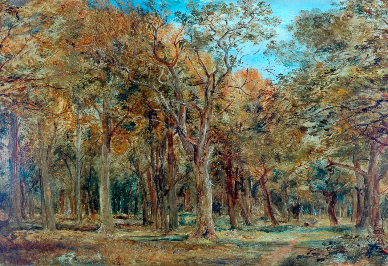Sherwood Forest by Richard Sebastian Bond