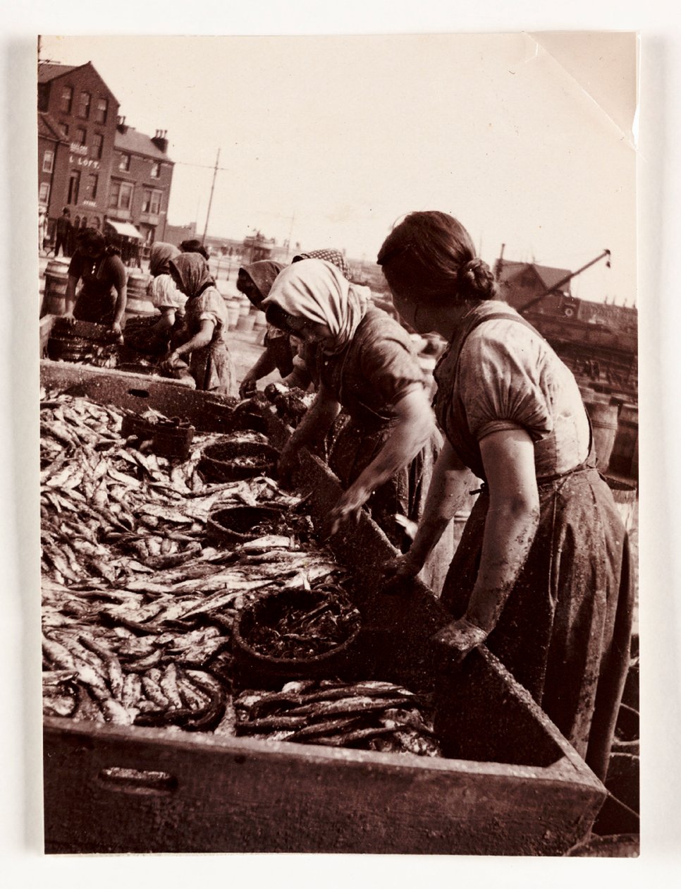 Fishing, Fisherfolk Women Sorting Fish, Whitby Harbour, North Yorkshire by John Pardon