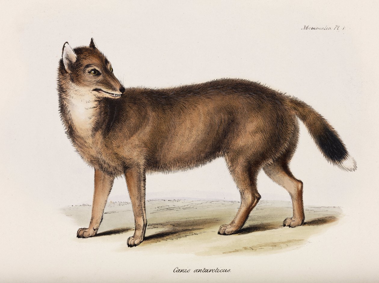 Fox, Falkland Islands by John Pardon