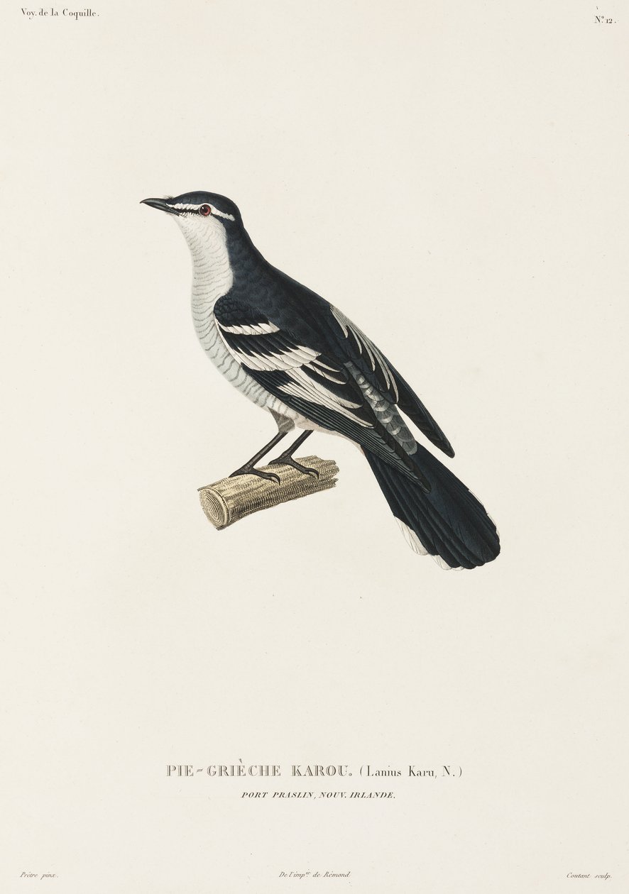 Karou Shrike, Port Praslin, New Ireland by John Pardon