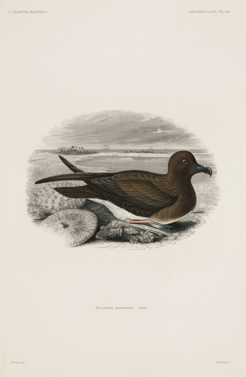 Petrel by John Pardon