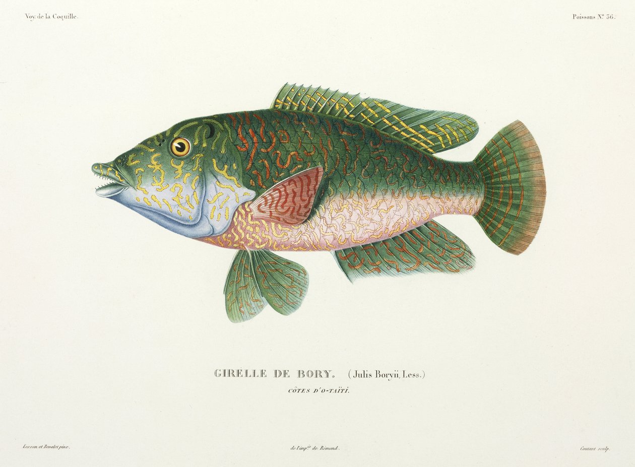 Type of Wrasse, Tahiti by John Pardon