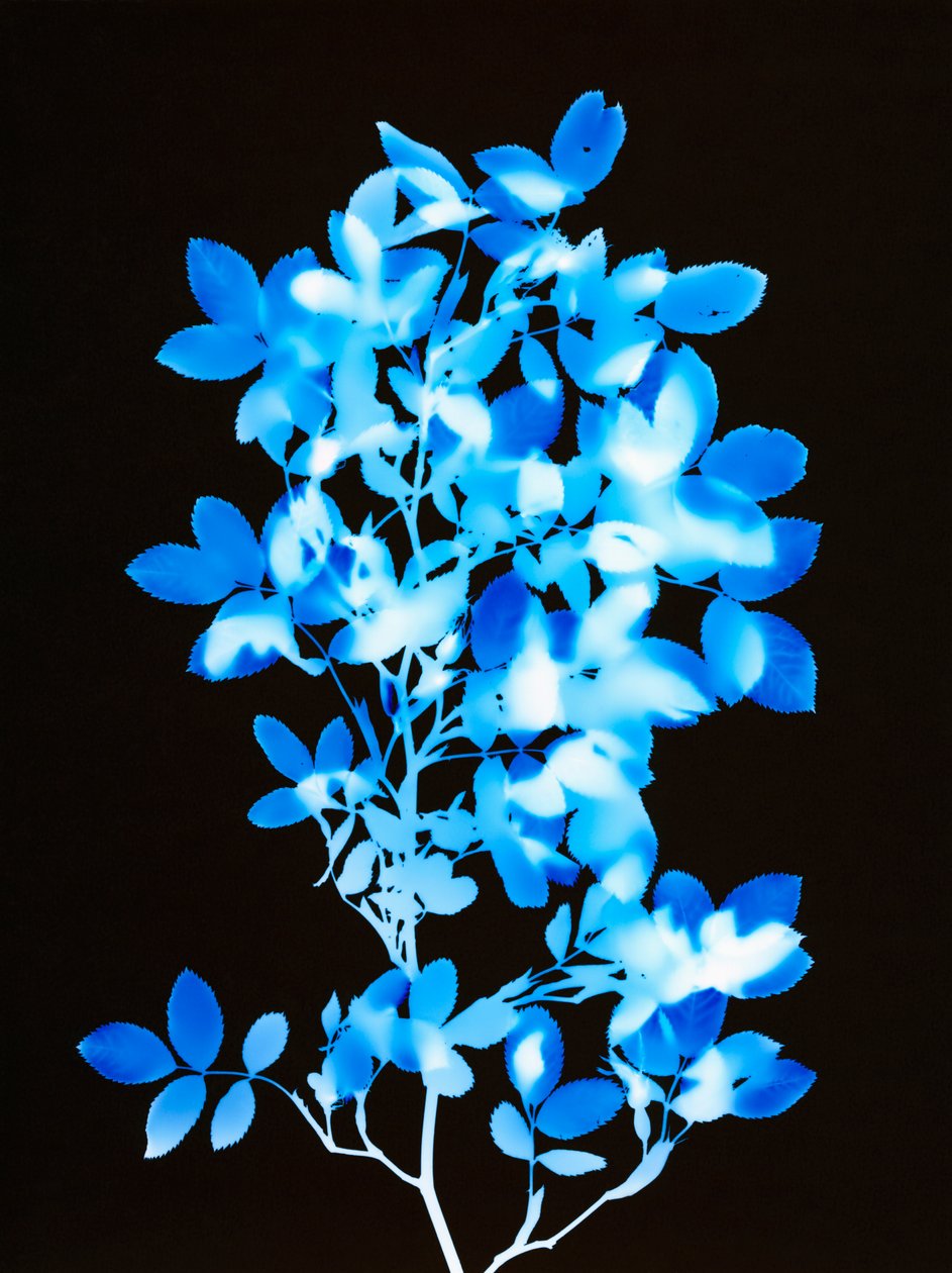 Untitled, 2008 by Richard Green