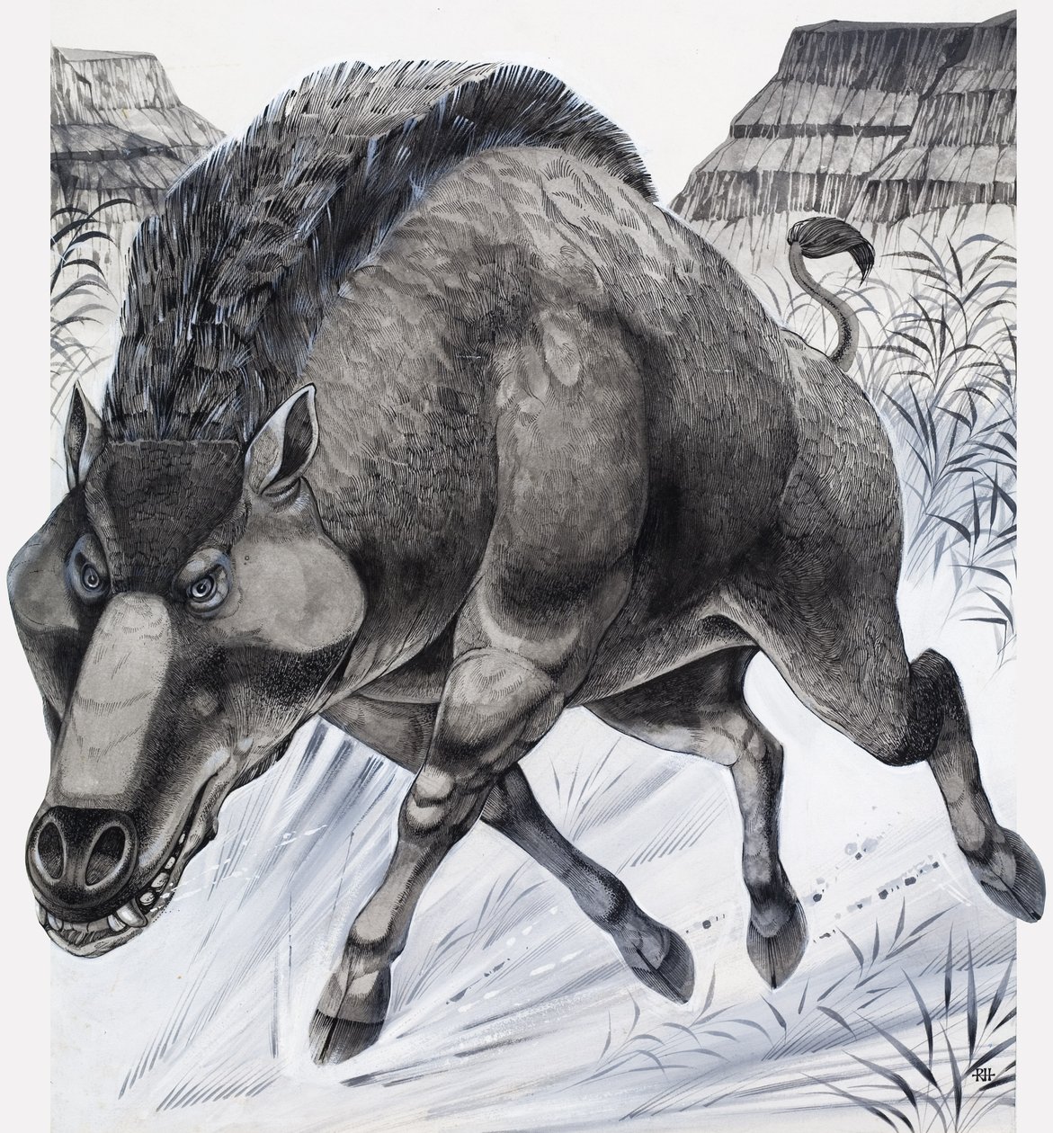 Daeodon by Richard Hook