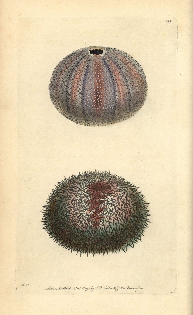 Edible sea urchin, Echinus esculentus, from George Shaw and Frederick Nodder