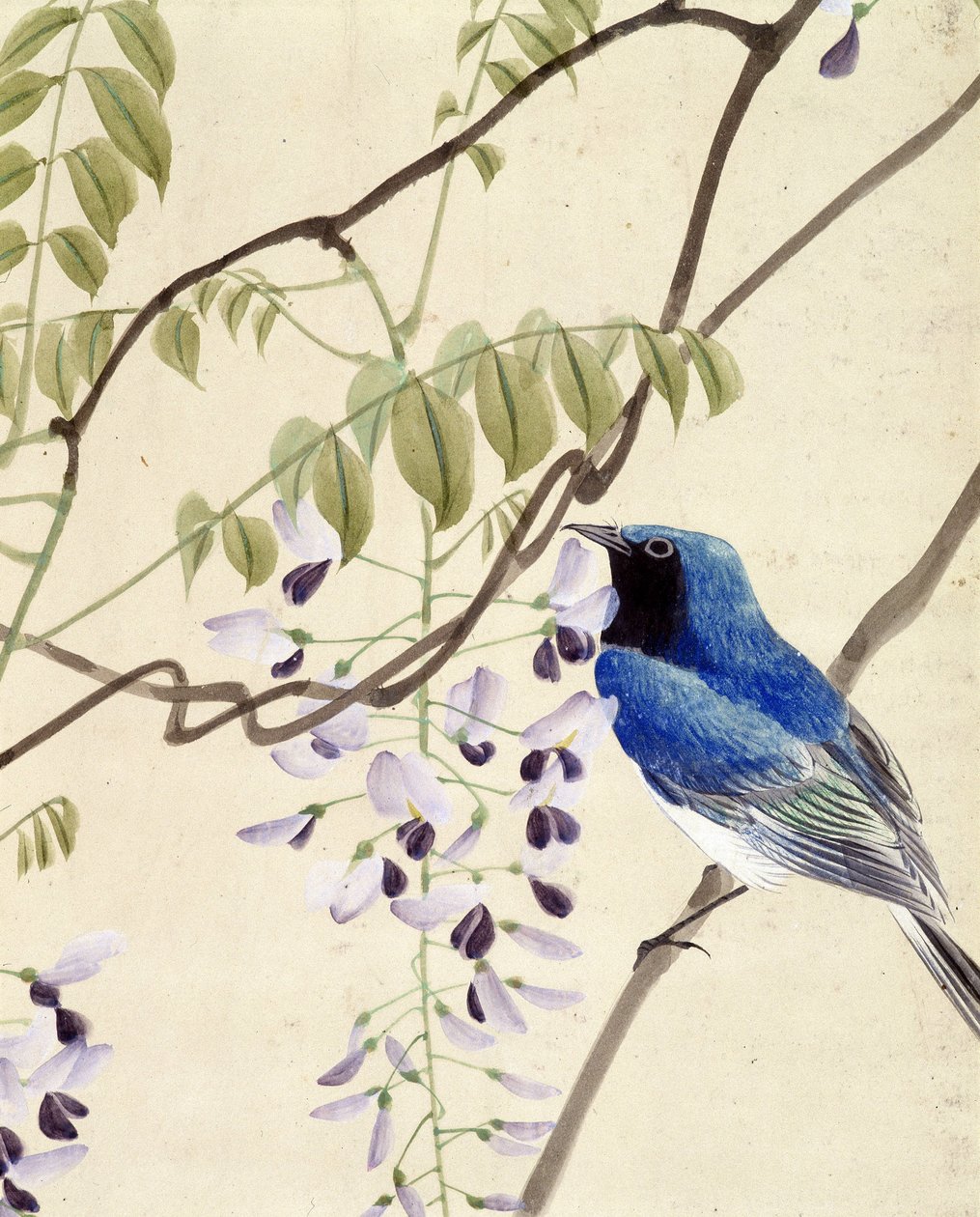 Bird by Riu Chim