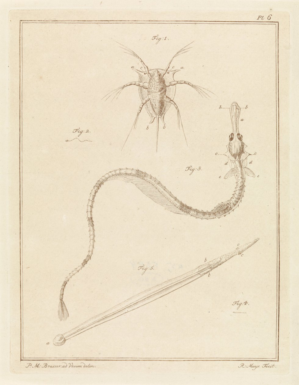 Common Barnacle, Greater Pipefish, and a Type of Arrow Worm by Robbert Muys