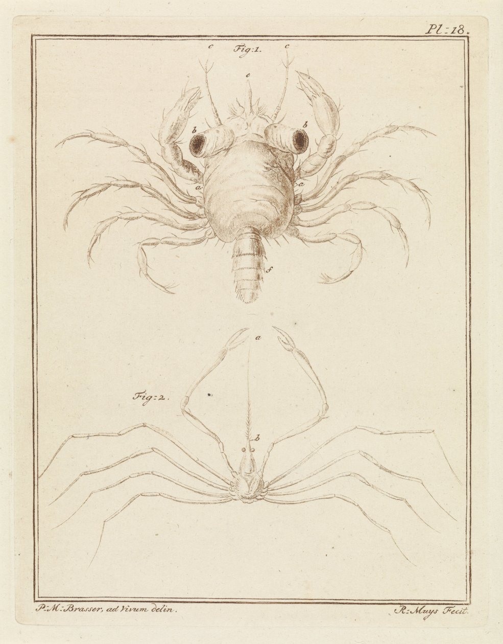 Shore Crab and a Type of Arrow Crab by Robbert Muys