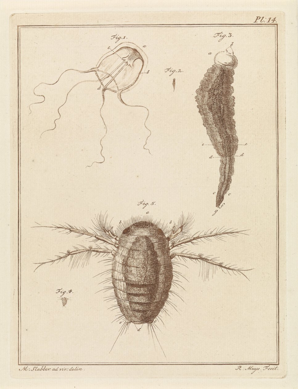 Various Sea Creatures by Robbert Muys