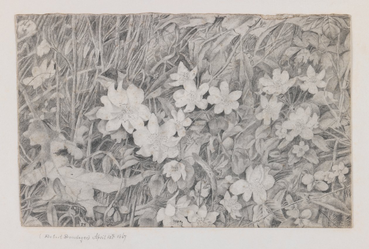 Anemones, 15th April, 1867 by Robert B. Brandegee