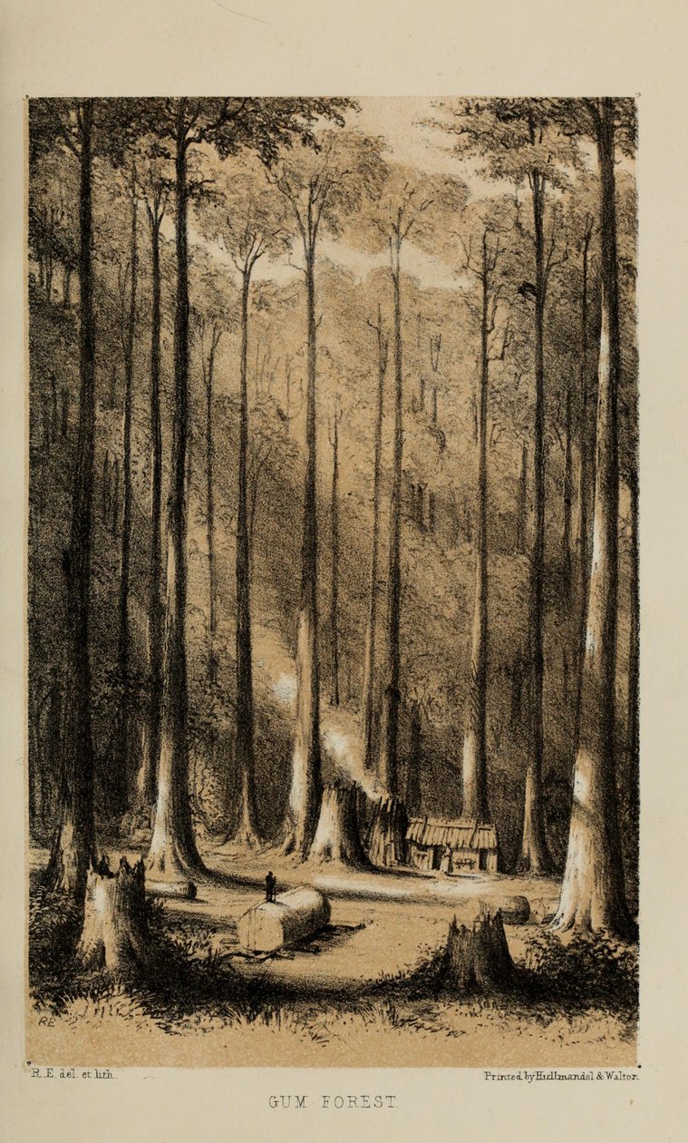 Gum Forest by Robert Elwes