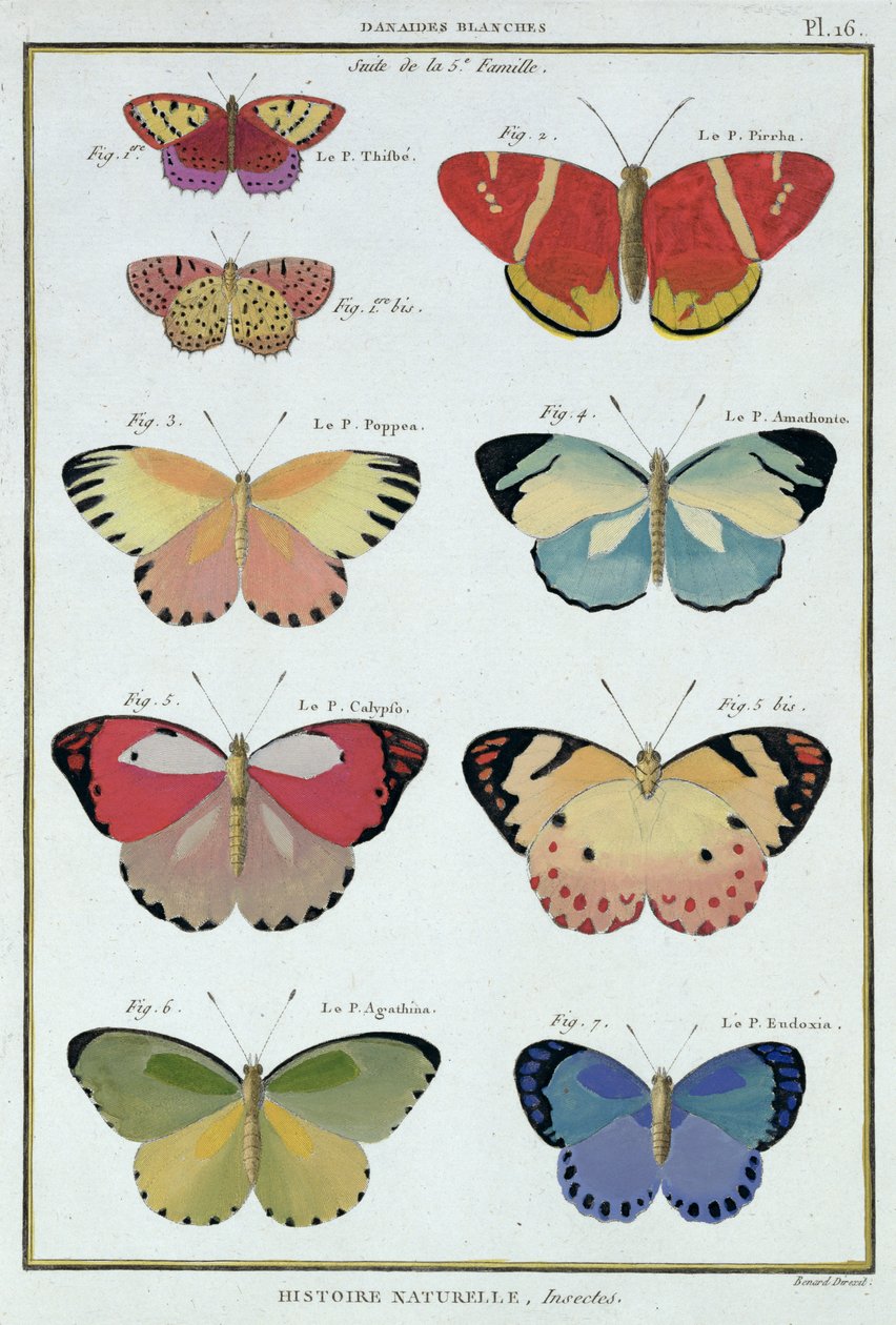 Butterflies from 