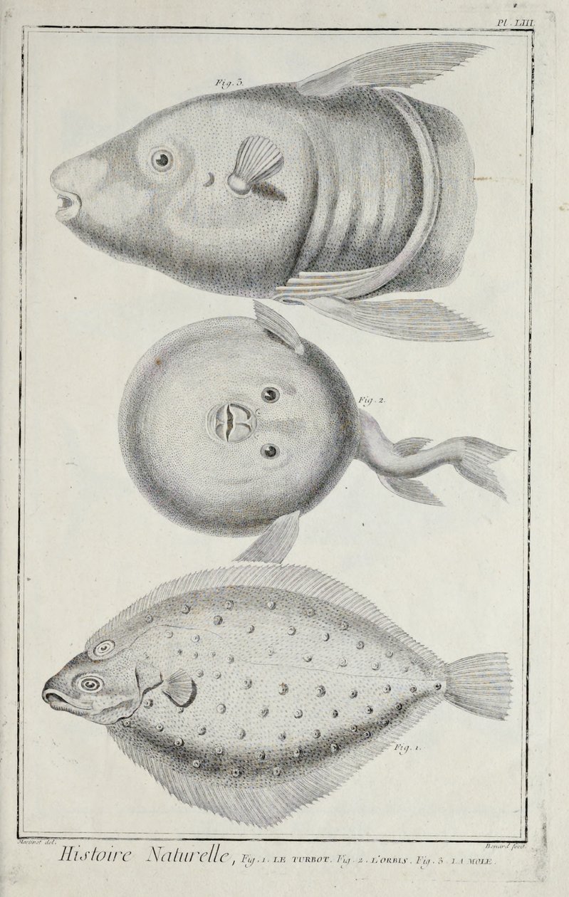 Illustration from 