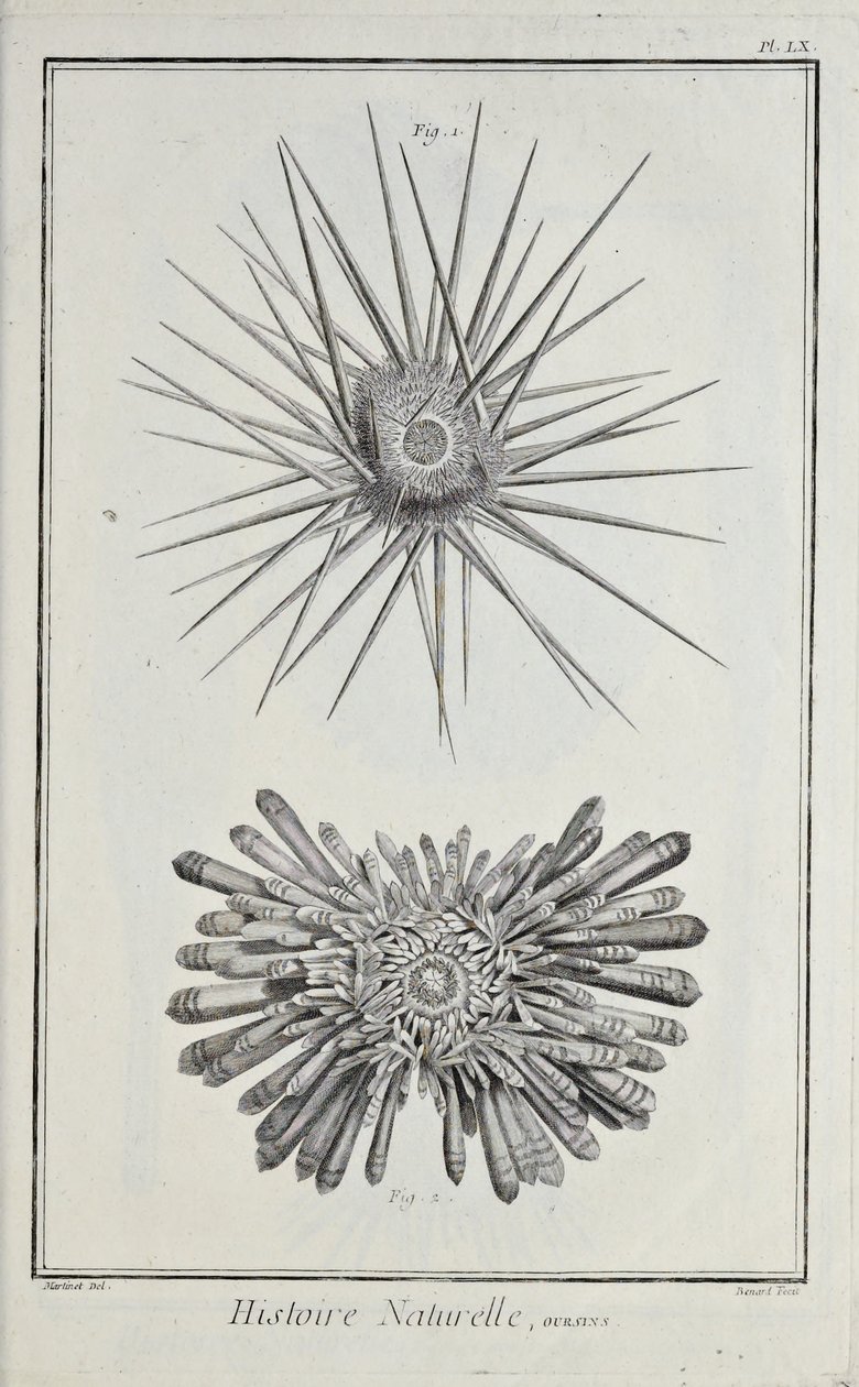 Urchins. Illustration from 