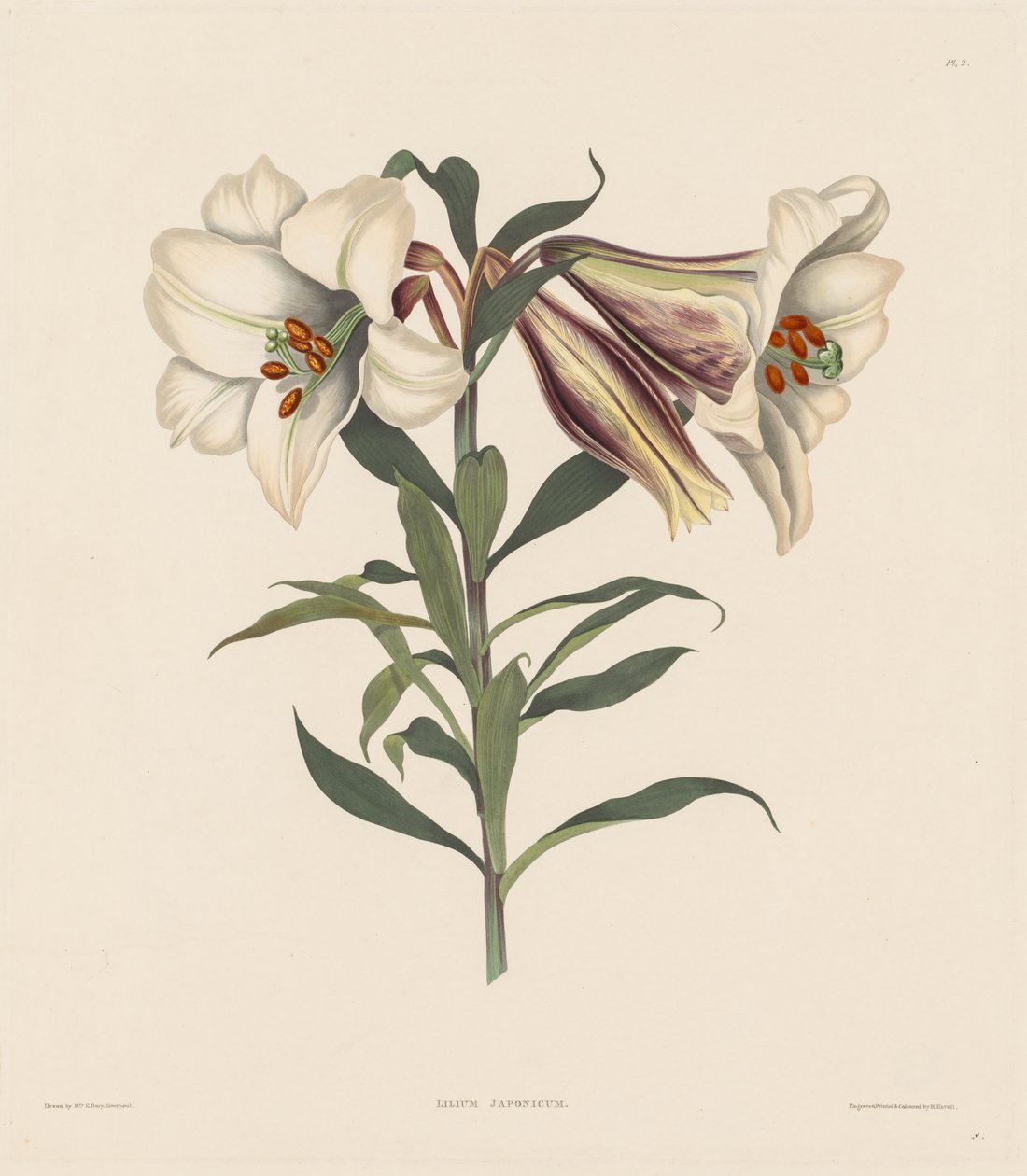 A Selection of Hexandrian Plants, belonging to the natural order of Amaryllidae and Liliacae: Japanese Lily by Robert Havell