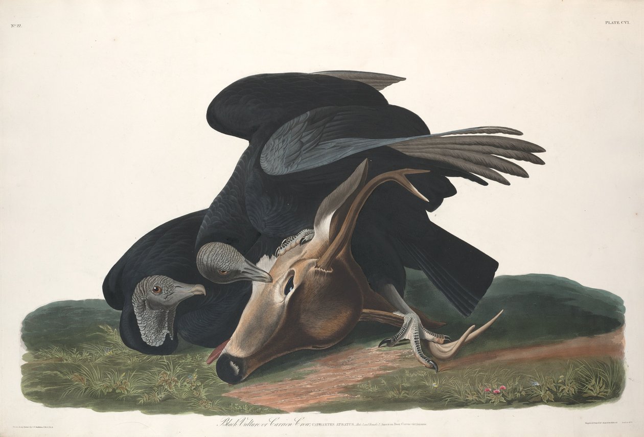 Black Vulture, 1831 by Robert Havell