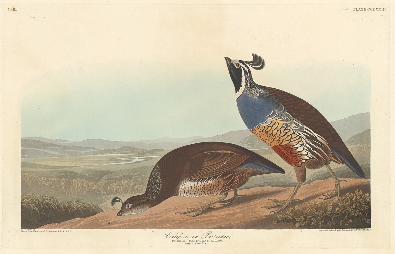 Californian Partridge by Robert Havell