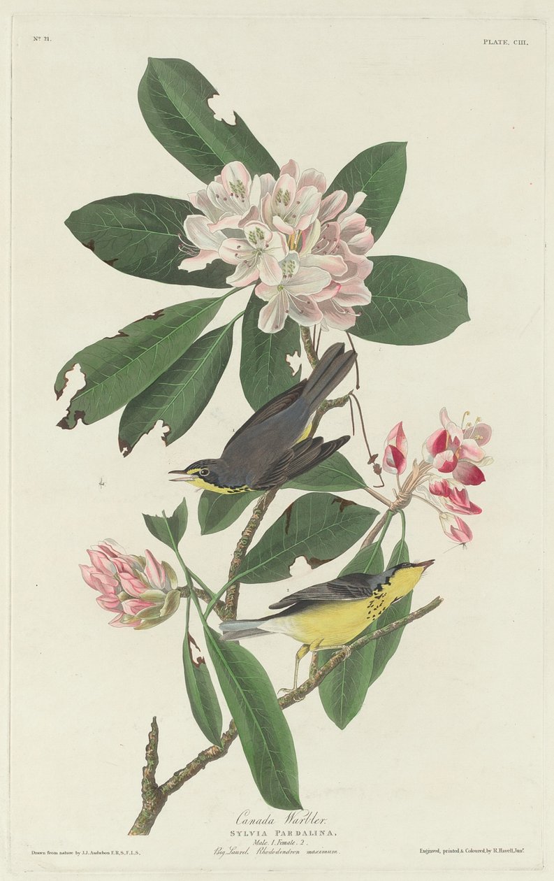 Canada Warbler, 1831 by Robert Havell