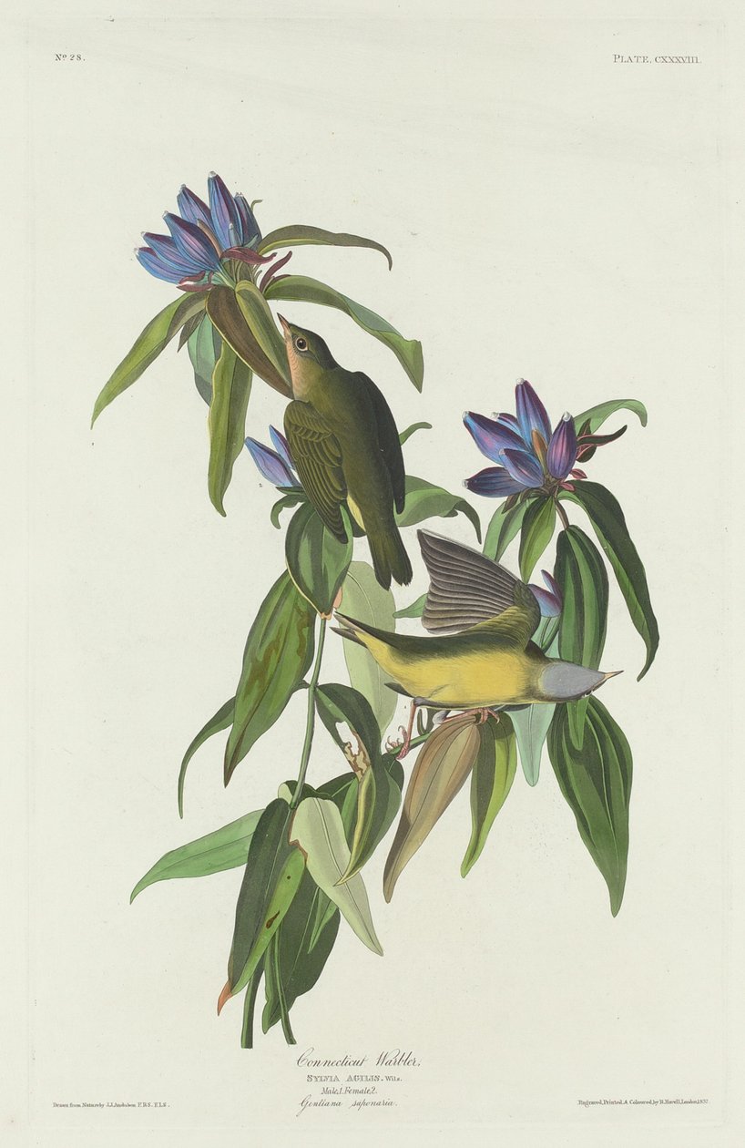 Connecticut Warbler by Robert Havell