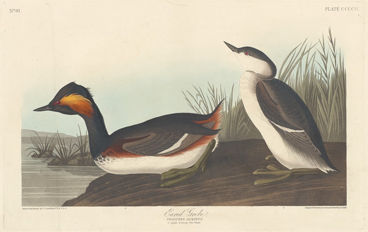 Eared Grebe by Robert Havell