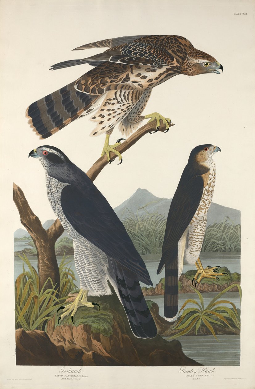 Goshawk and Stanley Hawk by Robert Havell